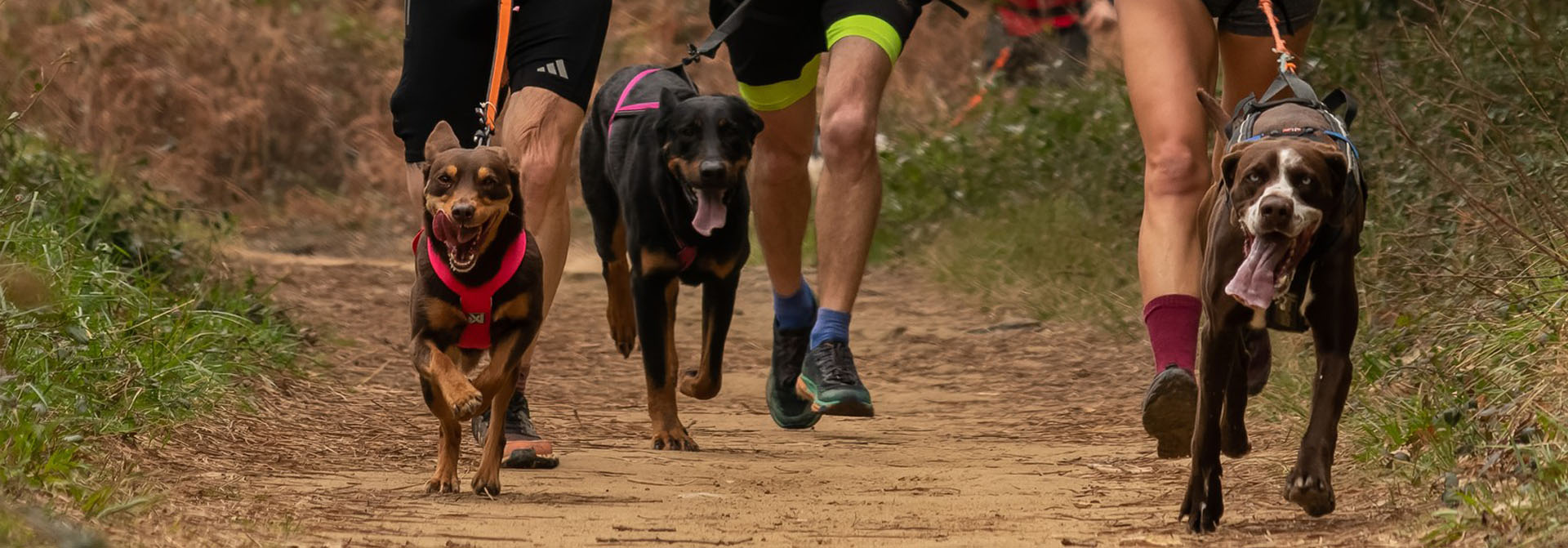Perros corriendo en canicross