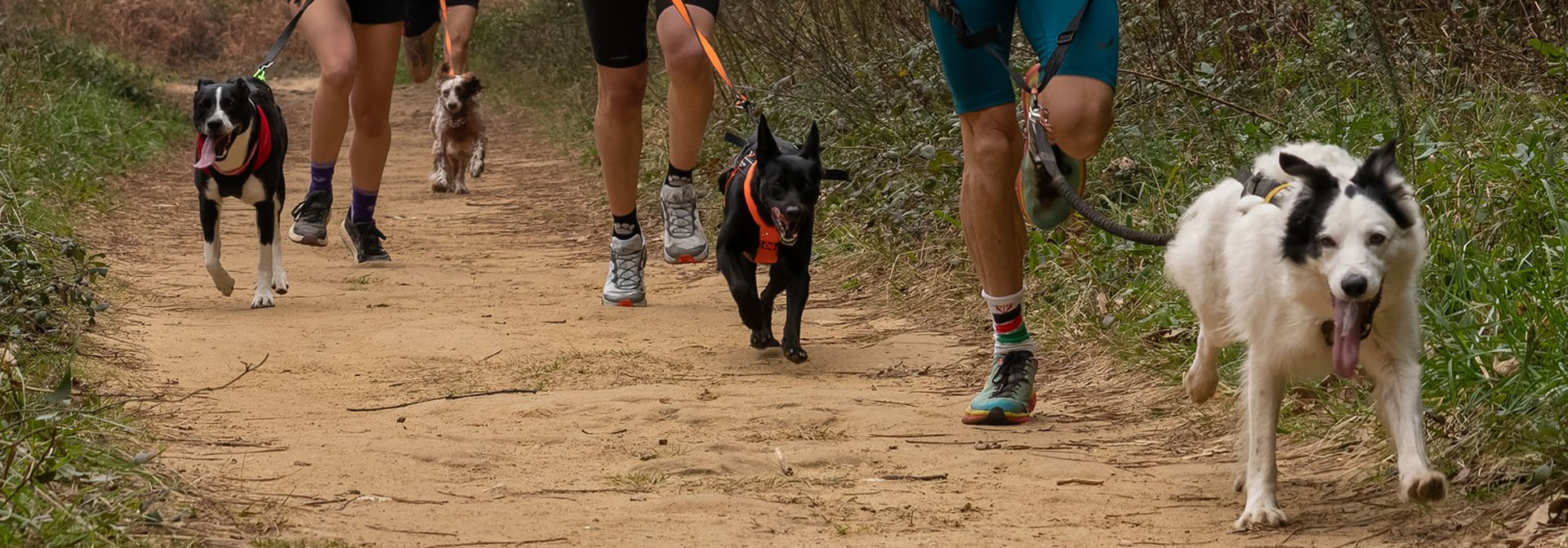 Perros corriendo en canicross con sus guías