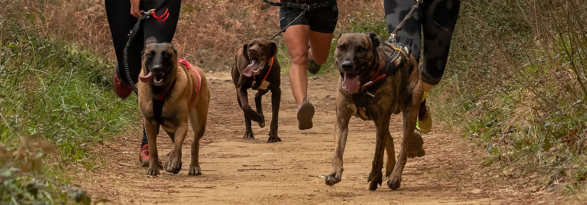 Weimaraners corriendo en canicross