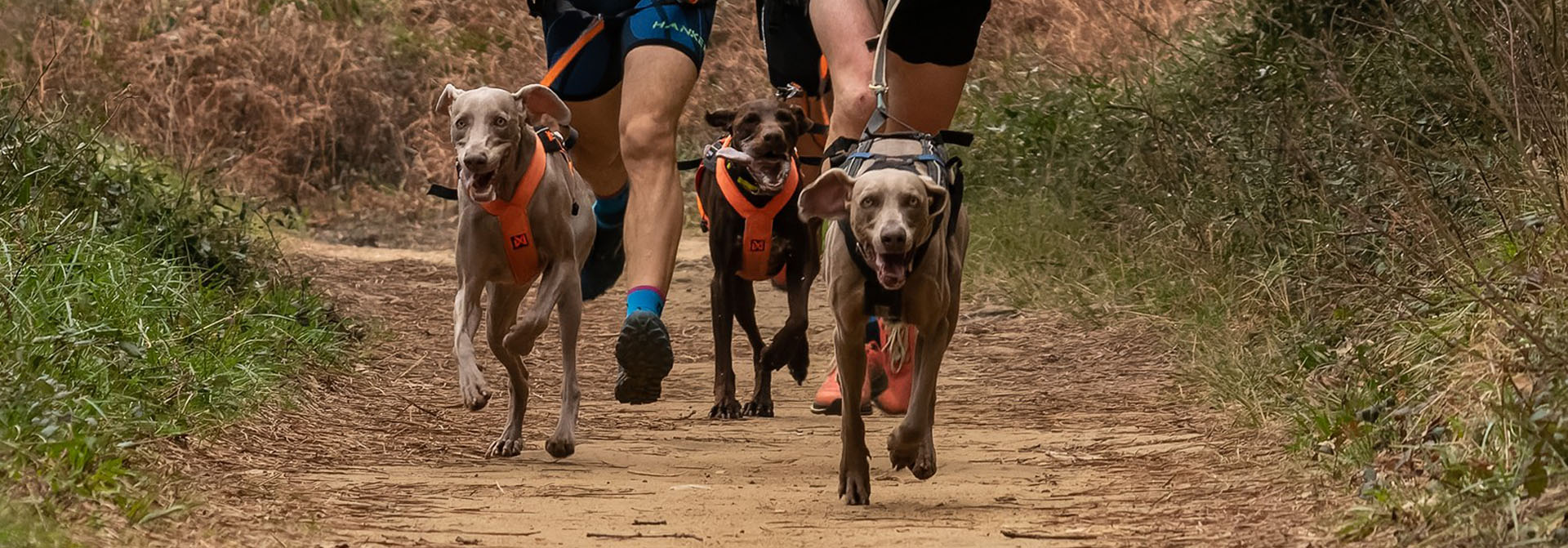 Corredores y perros en sendero de canicross